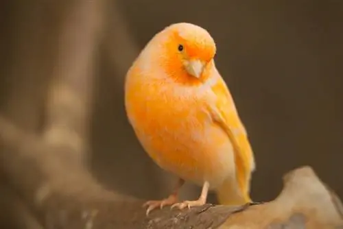 Orangefarbener Kanarienvogel