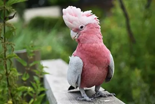 galah cockatoo noog ntawm ib tug ntoo nto