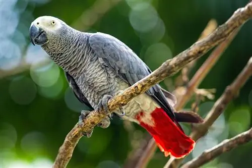 Grey African Parrot