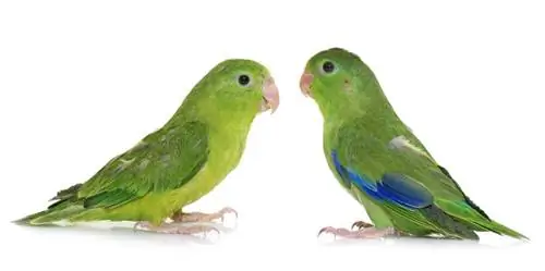 Pacific Parrotlet mannetjie en wyfie