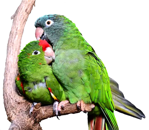 Conure so zeleným lícom