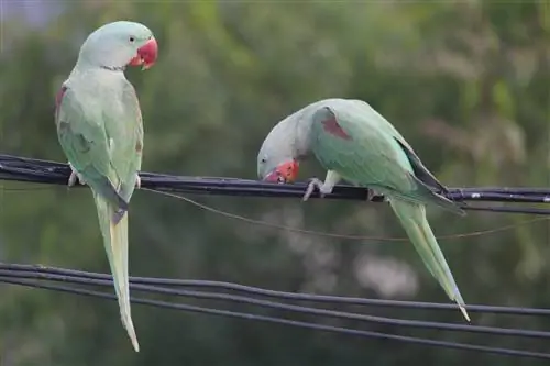 Ringneck Parakeet