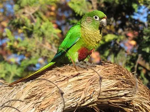 8 Kahanga-hangang Green Pet Bird & Parrot Species (May Mga Larawan)