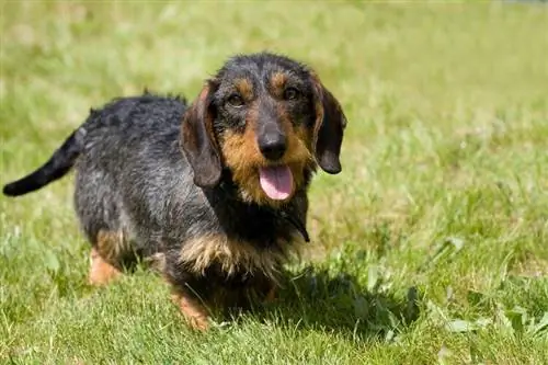 perro salchicha de pelo de alambre