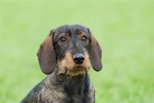 Wirehaired Dachshund Köpek: Cins Bilgisi, Resimler, Özellikler & Gerçekler