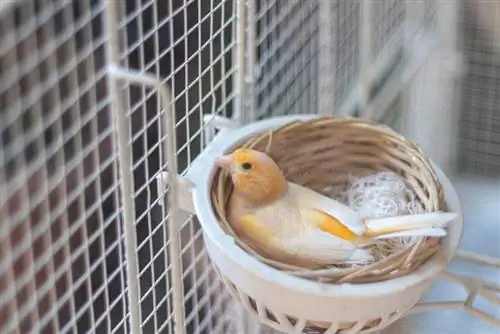 Kanarischer Hausvogel im Nest