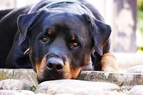 Rottweiler yaqin