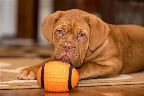 Dogue de Bordeaux