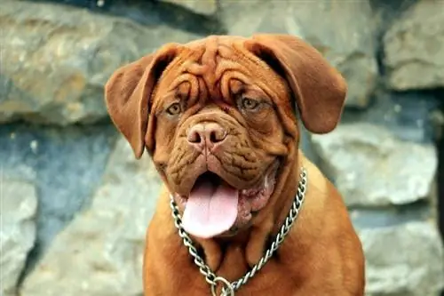 Dogue de Bordeaux چهره نزدیک