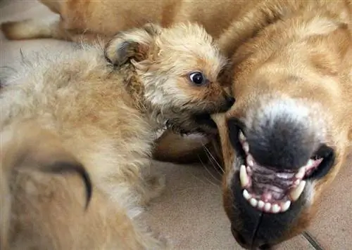 puppy biting adult dog