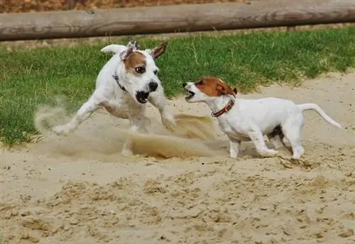 Cane più giovane che attacca un cane più anziano? Ecco cosa fare