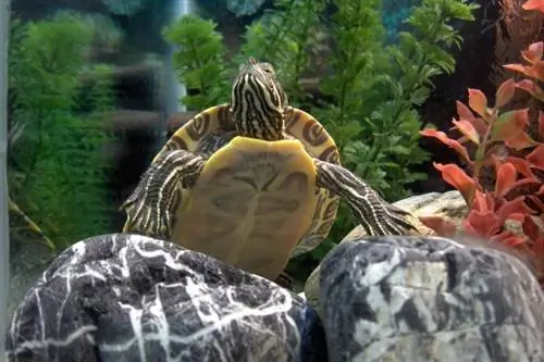 tortue dans l'aquarium