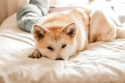 Weißer Akita-Hund liegt auf dem Bett