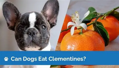 Les chiens peuvent-ils manger des clémentines ? Valeurs nutritionnelles & Guide de sécurité