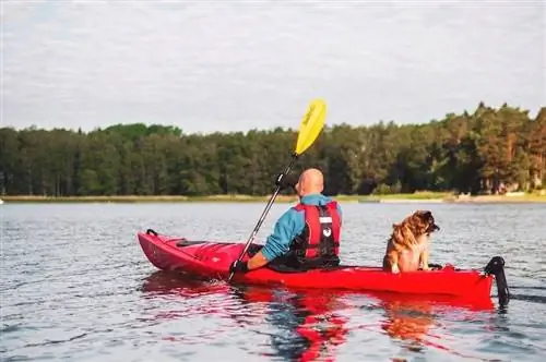 8 Kayak Terbaik untuk Anjing – Ulasan 2023 & Pilihan Teratas