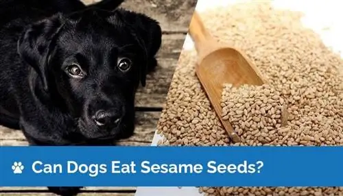 Maaari bang Kumain ng Sesame Seed ang Mga Aso? Nutrition Facts & Safety Guide