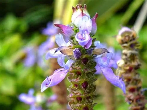 Plectrantus canina