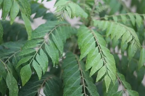 daun kari