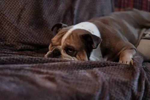 Hund auf der Couch