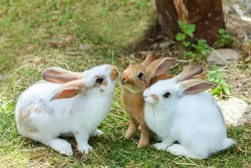 konijnen die gras eten