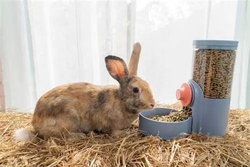 coelho comendo pelotas