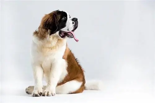 Saint Bernard kiskutya ül a földön