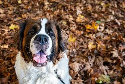 Saint Bernard kiskutya ül a lehullott leveleken