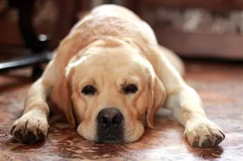 Een verdrietige labrador ligt op de grond