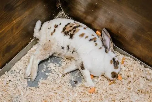 um coelho doente deitado em sua gaiola