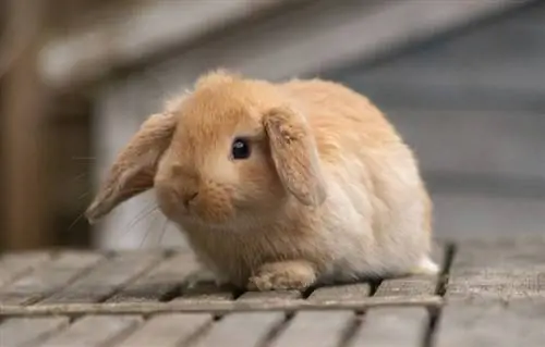 un mignon mini lapin bélier sur une plate-forme en bois