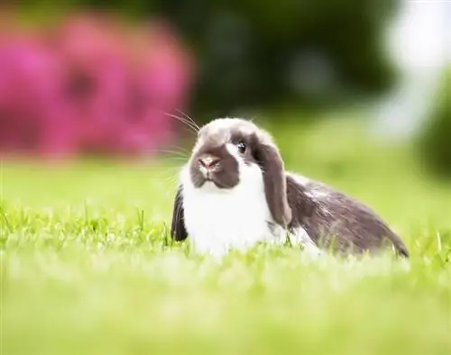 Mini-Lop-Kaninchen spielt im Grasfeld