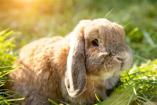 çimlerin üzerinde dışarıda mini lop tavşanı