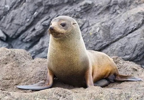 fur seal