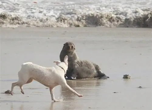 anjing dan anjing laut di pantai laut