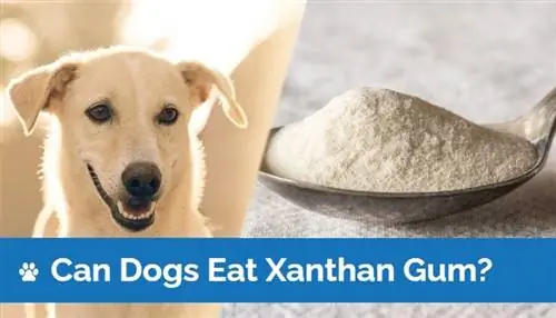 Bolehkah Anjing Makan Gula Xanthan? Fakta Disemak Vet & Soalan Lazim