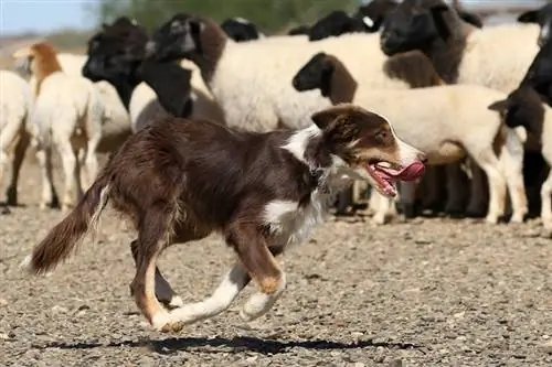 So verhindern Sie, dass ein Hütehund herumknabbert: 8 Tipps & Tricks