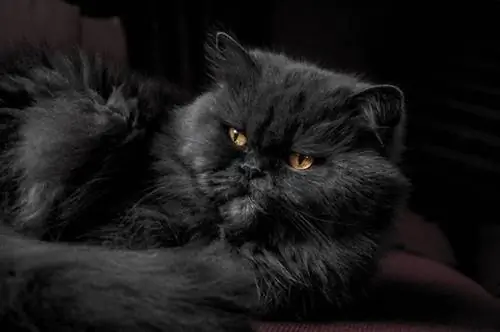 kucing persia hitam dari dekat