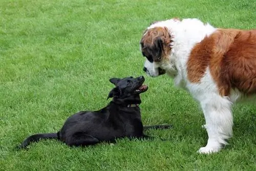 anjing saint bernard dengan seekor lagi anjing hitam