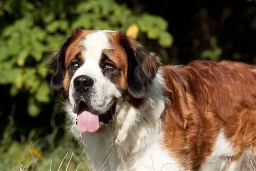 nærbillede af saint bernard hund