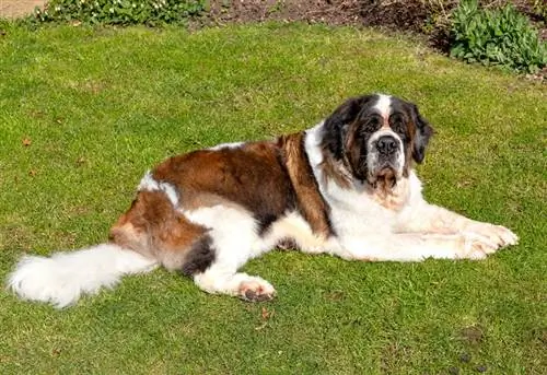 chien saint bernard allongé sur la pelouse