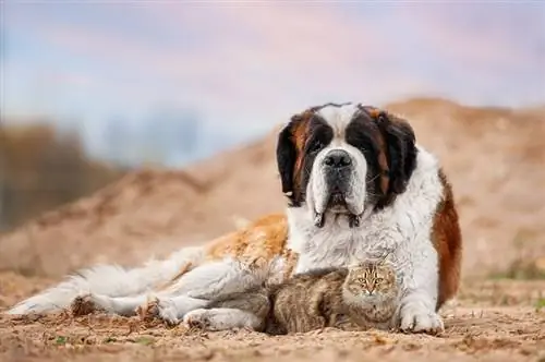 Adakah St. Bernards Baik Dengan Kucing? Pengenalan & Soalan Lazim