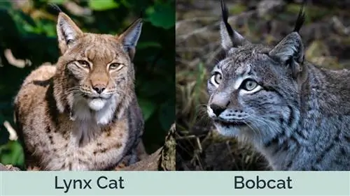 Lynx_Bobcat_SidebySide, histoire de saut