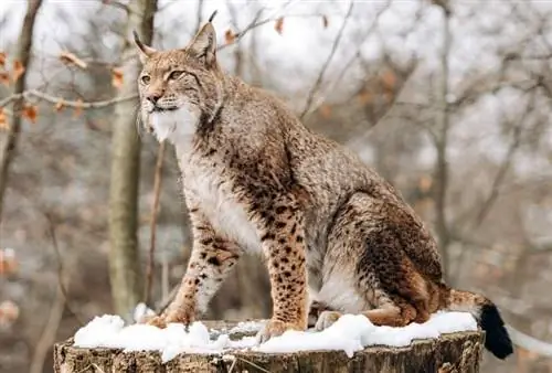 Kanada Lynx