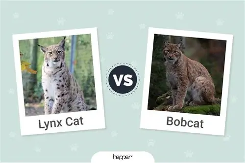 Lynx vs Bobcat: Hvordan adskiller de sig? (Med billeder)