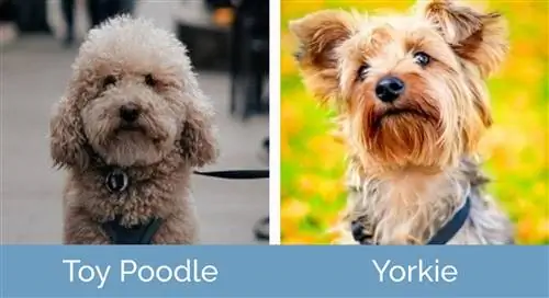 ToyPoodle_breed_Yorkie_1