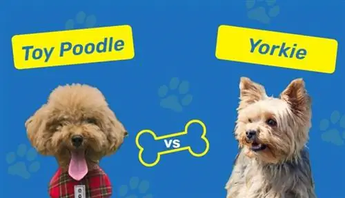 Speelgoedpoedel vs. Yorkie: Watter een moet ek kies? (Met prente)