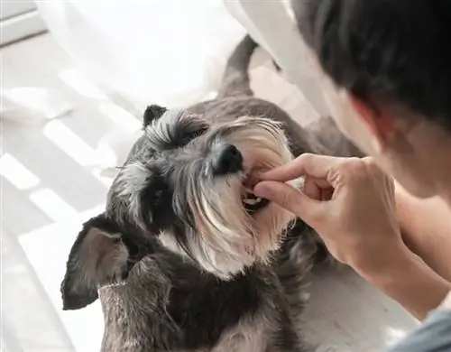 kvinnelig eier som gir hundegodbiter til dvergschnauzer