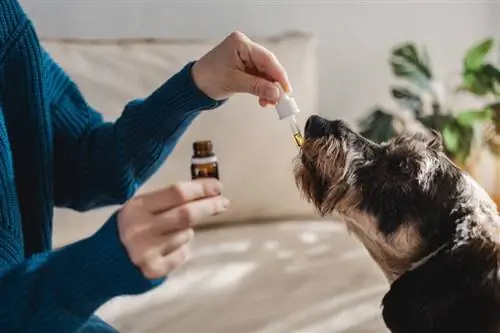 10 bedste CBD-produkter til hunde med hoftedysplasi – 2023 anmeldelser & Topvalg