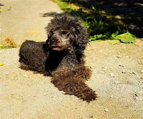 Miniature Poodle