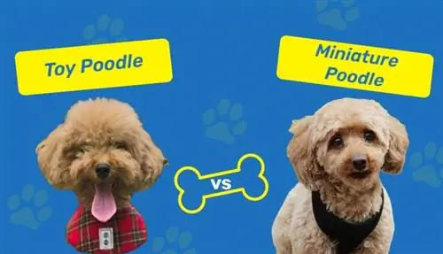 Toy Poodle vs Miniature Poodle: Qhov txawv yog dab tsi? (Nrog cov duab)